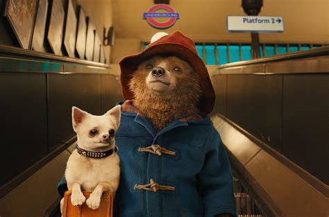 Paddington na Amazónia 2025