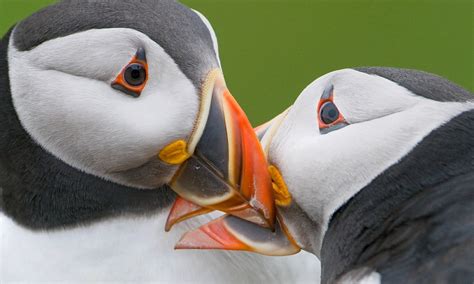 The Puffins: In Search